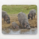 Search for maras electronics Hippopotamus