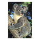 Search for marsupials posters Tree