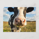 Search for holstein cow postcards Livestock
