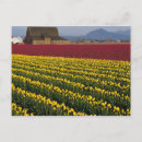 Search for two tulips postcards Blossom