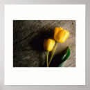 Search for yellow tulip posters Wall