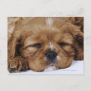 Search for spaniel photography Nature