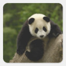 Search for giant panda bear stickers Asia