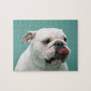 Search for bulldog puzzles Domestic animals