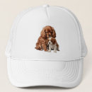 Search for cavalier hats Puppy