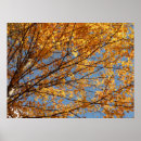 Search for maple leaves posters Fall