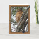 Search for red tails cards Nature