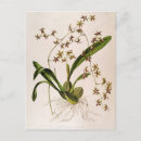 Search for english vertical postcards Flowers