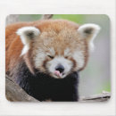 Search for red panda mousepads Nature