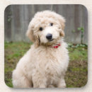 Search for mixed breed coasters Puppy