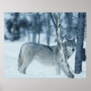 Search for wild side posters Animals in the wild