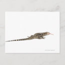 Search for cold blooded postcards Reptiles