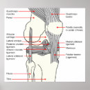 Search for knee joint posters Human anatomy