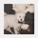 Search for piles magnets Puppy