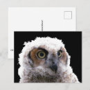 Search for downing postcards Bird