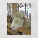 Search for rams postcards Animals