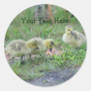 Search for canada geese stickers Nature