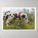 Search for dalmation posters Spotted