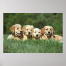 Search for funny golden retriever posters Pets