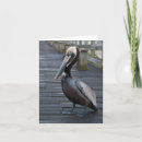 Search for pelican cards Ocean