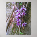 Search for orchids online art Garden