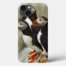 Search for puffins electronics Atlantic puffin