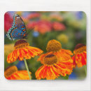 Search for flower spot electronics Orange