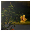 Search for hawaiian tiles Yellow