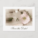 Search for gerber daisies postcards Pretty
