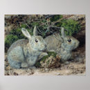 Search for john wilde art Animals