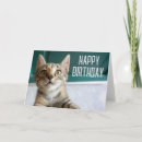 Search for kitten birthday cards Feline