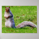 Search for squirrel posters Animals