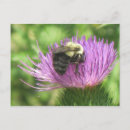 Search for thistle postcards Wildlife