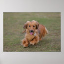 Search for long haired dachshund art Zwergteckel