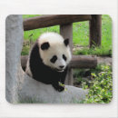 Search for baby panda electronics Zoo