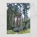 Search for spruce tree postcards Nature