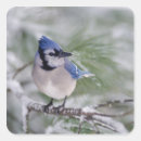 Search for songbird stickers Blue jay