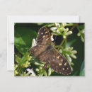 Search for speckled postcards Insects