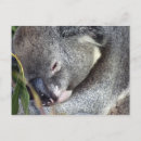 Search for cuddly photography Nature