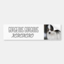 Search for papillon dog bumper stickers Lover