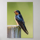 Search for swallow posters Wildlife