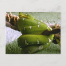 Search for constrictor postcards Snake