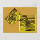 Search for chihuahua puppies postcards White