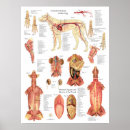 Search for dog anatomy posters Canine