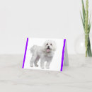 Search for maltese cards Dog