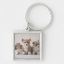 Search for three animals key rings Nature