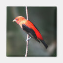 Search for birdwatcher magnets Birder