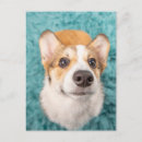 Search for puppy face postcards Cute