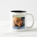 Search for wrinkled mugs Animal