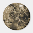 Search for whitetail magnets Buck